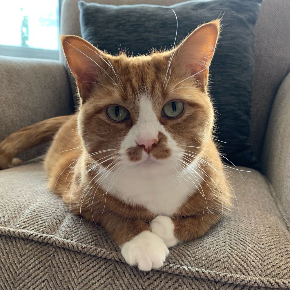 Chloe T. Cat