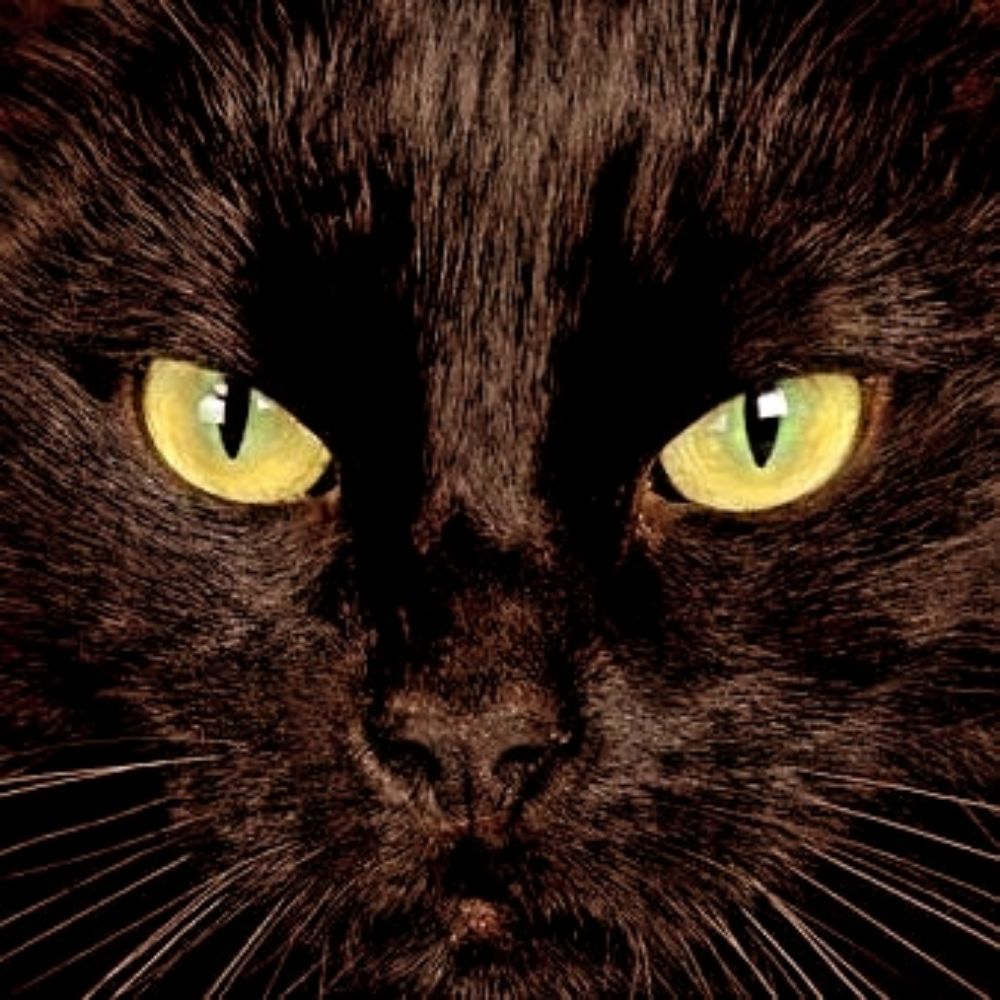 jpjmjp.bsky.social profile picture