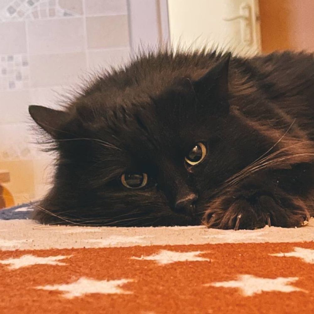 Кот как кот