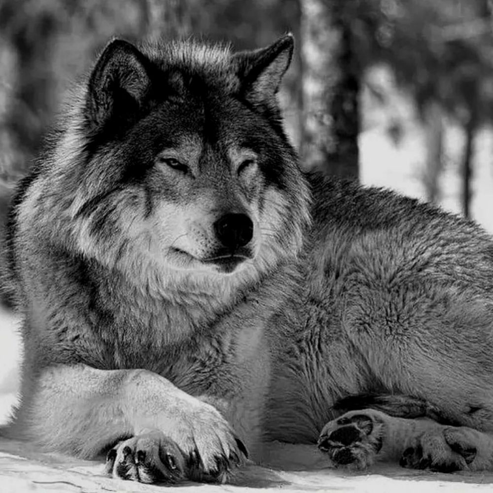 Frostwolf
