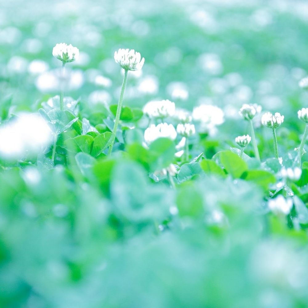 月見里 花火