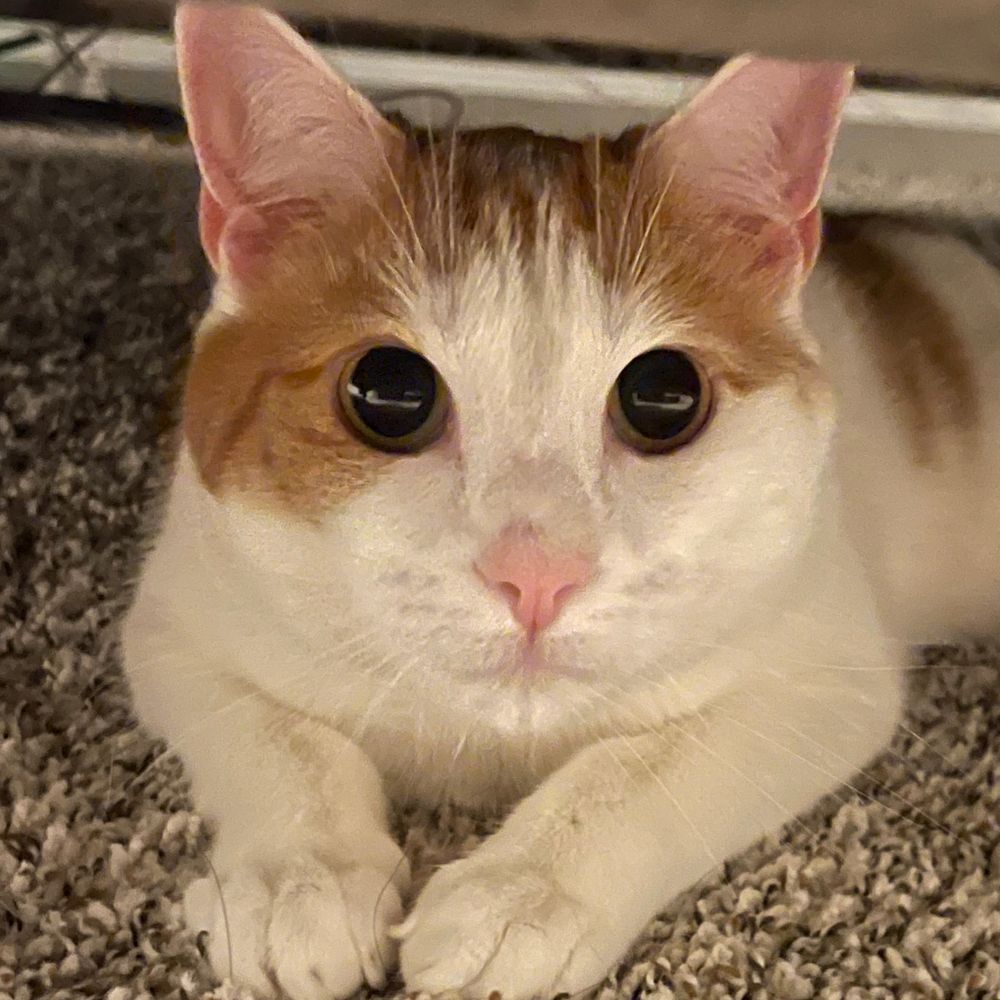 Albie