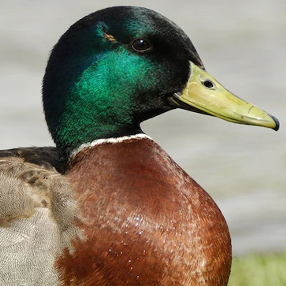 Quackers