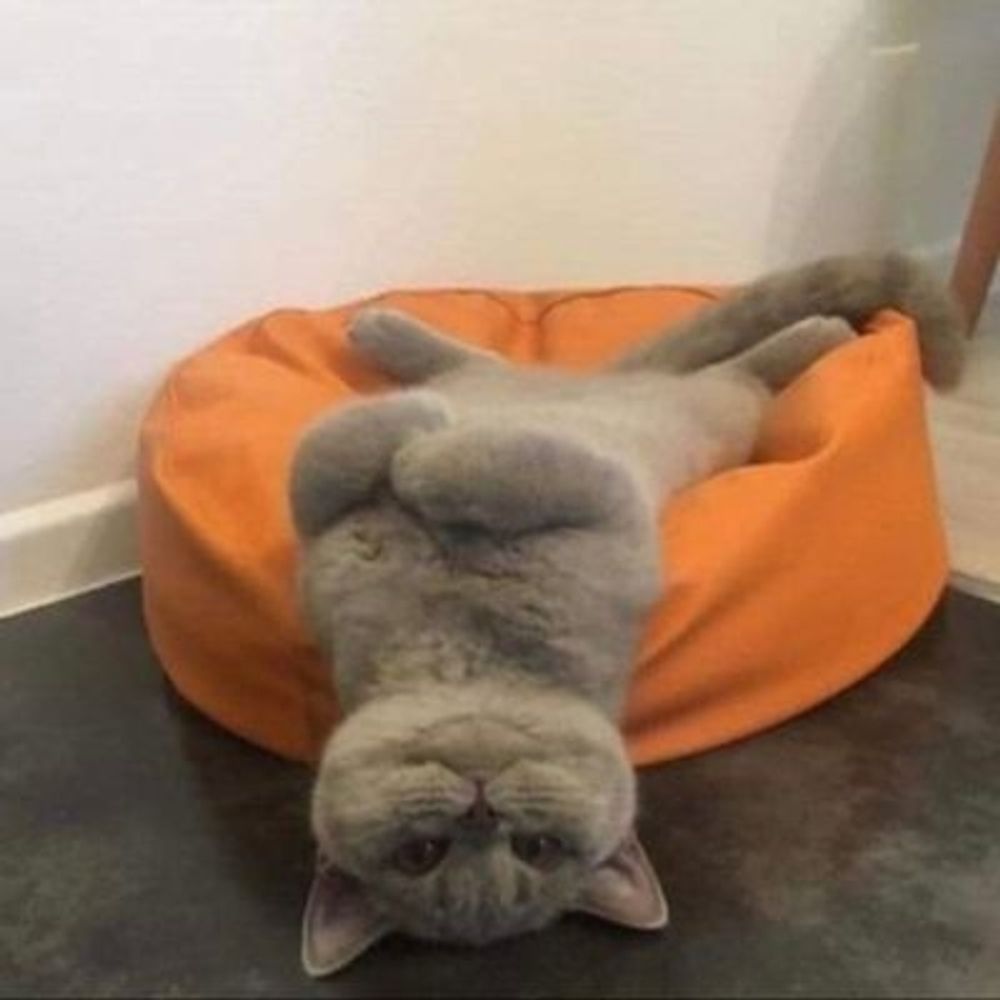 먼지뭉치