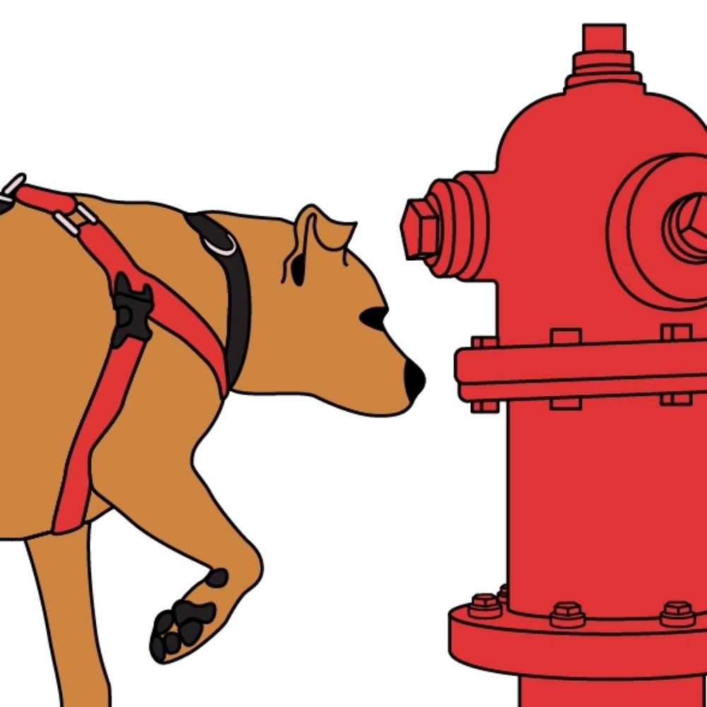 Urban Trotters | Grand Rapids Professional Dog Care