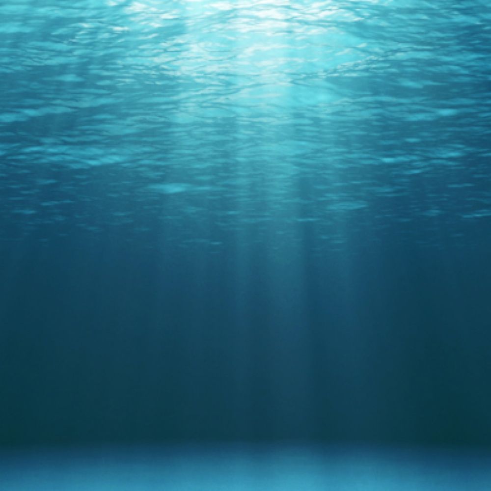 海蜂