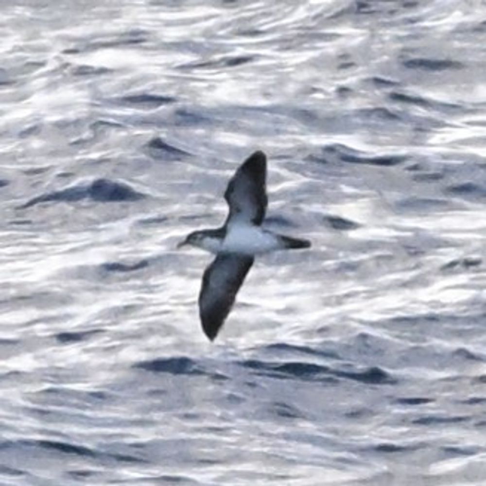 Seabirding Japan