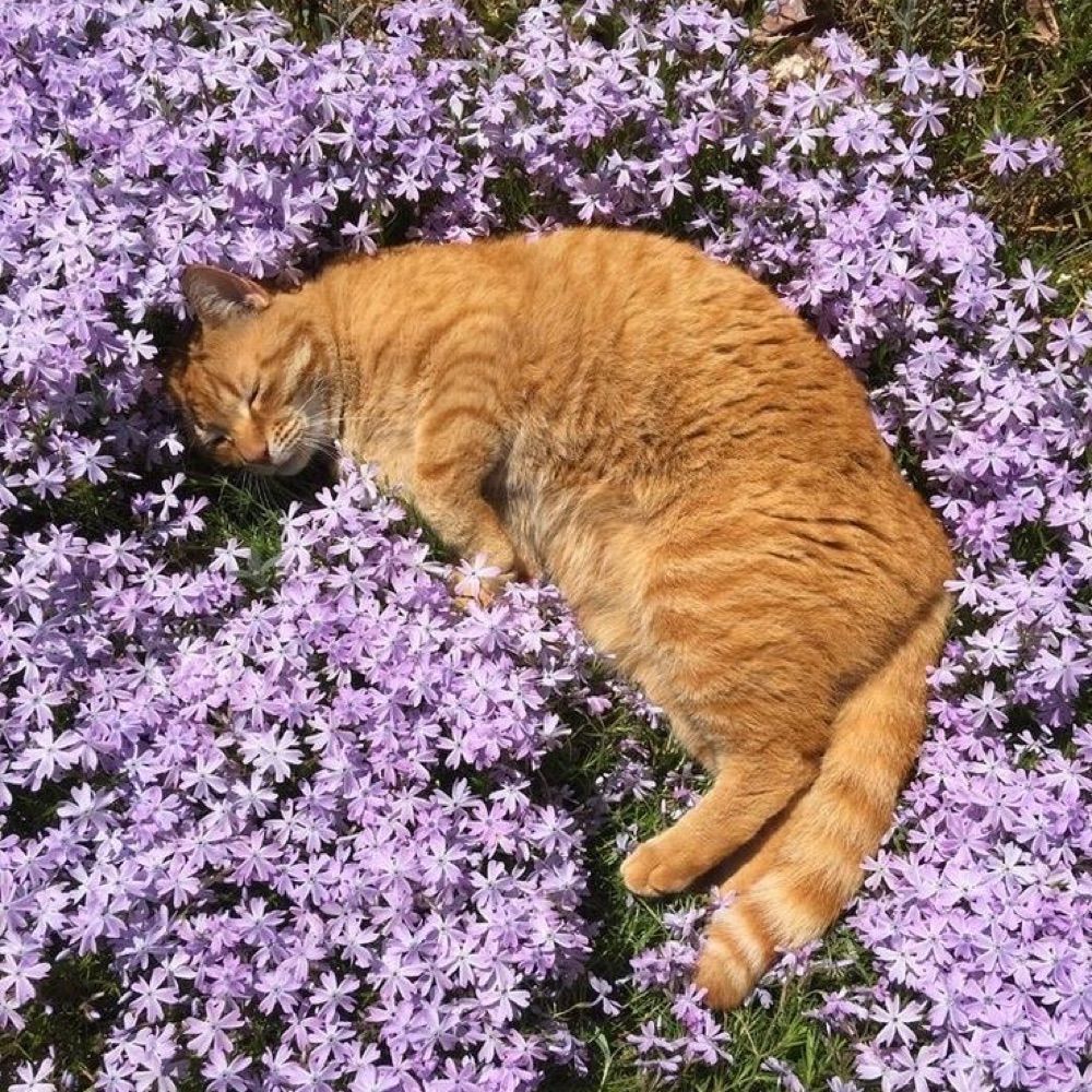 Aster