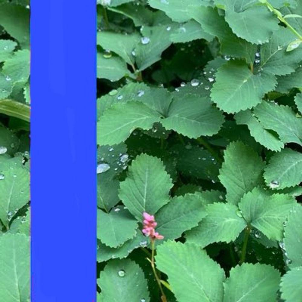 9-花（KYUKA）