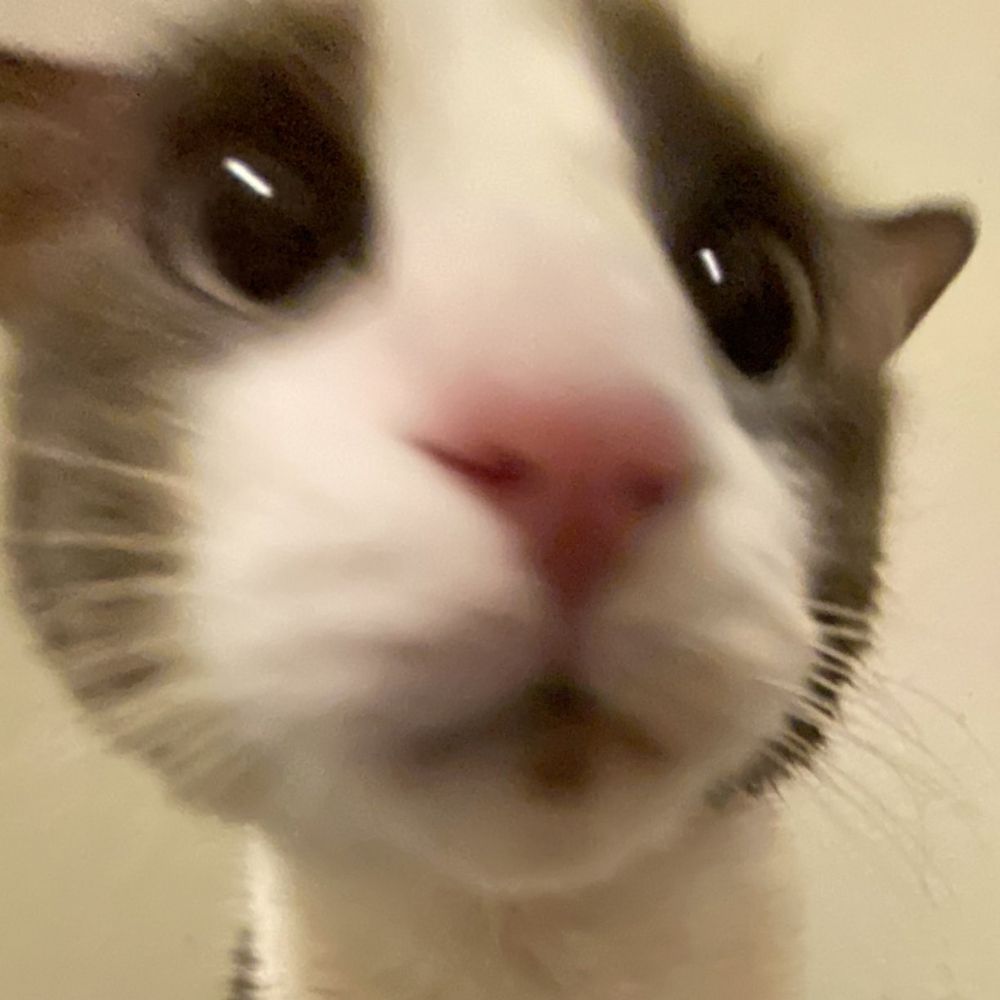 stupid furball