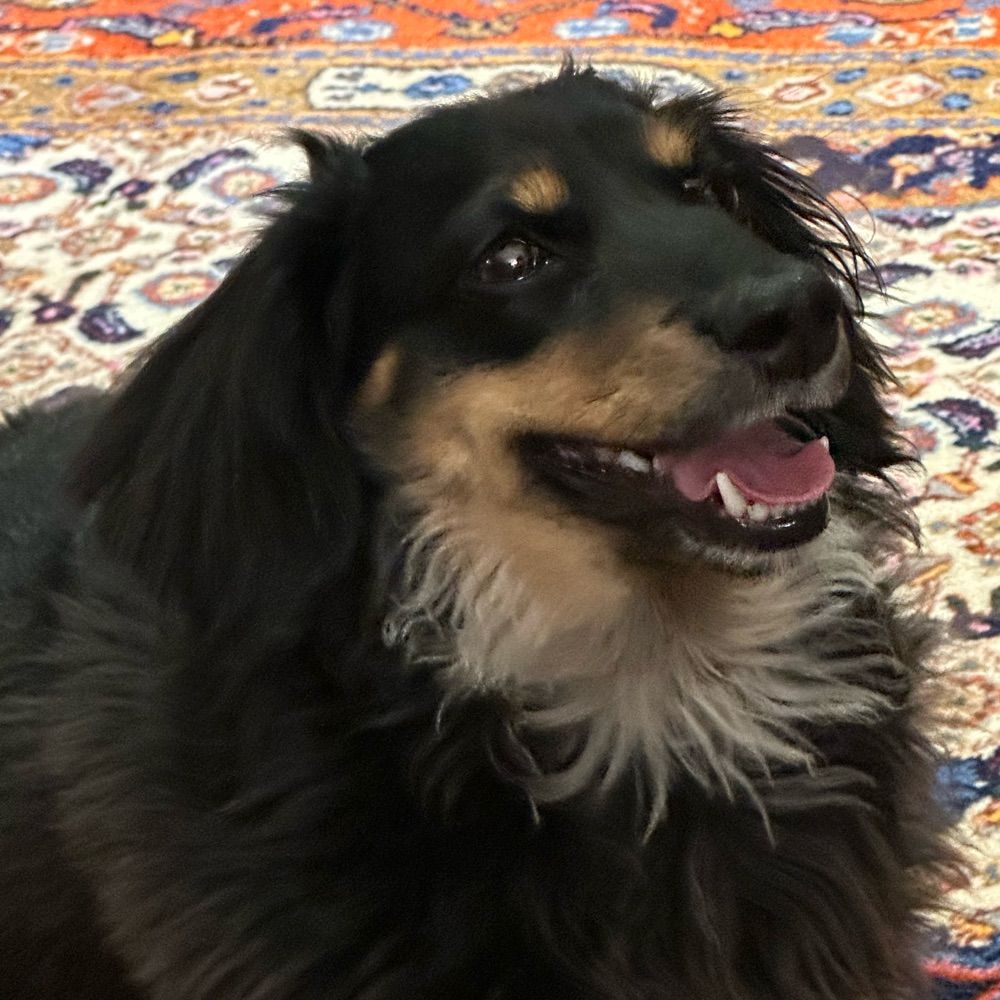 VioletDoxie