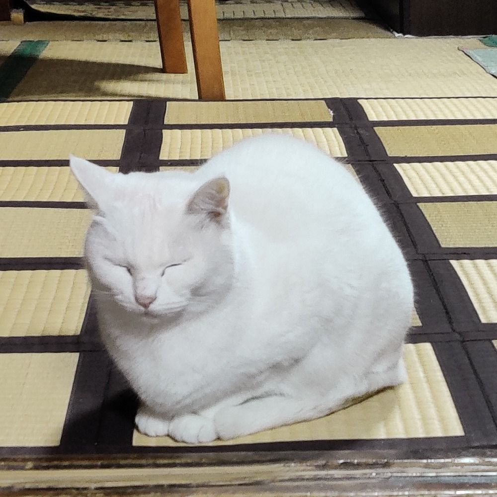 ぷち