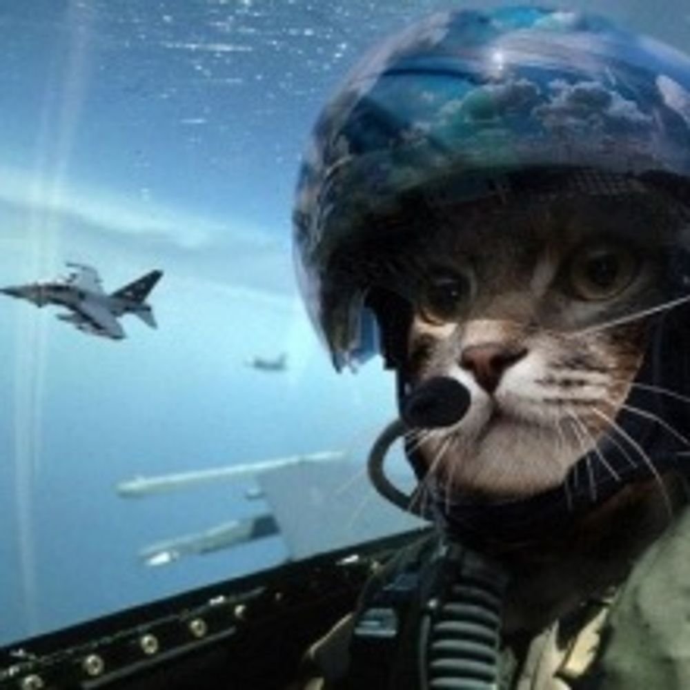 Tactical Cat's avatar