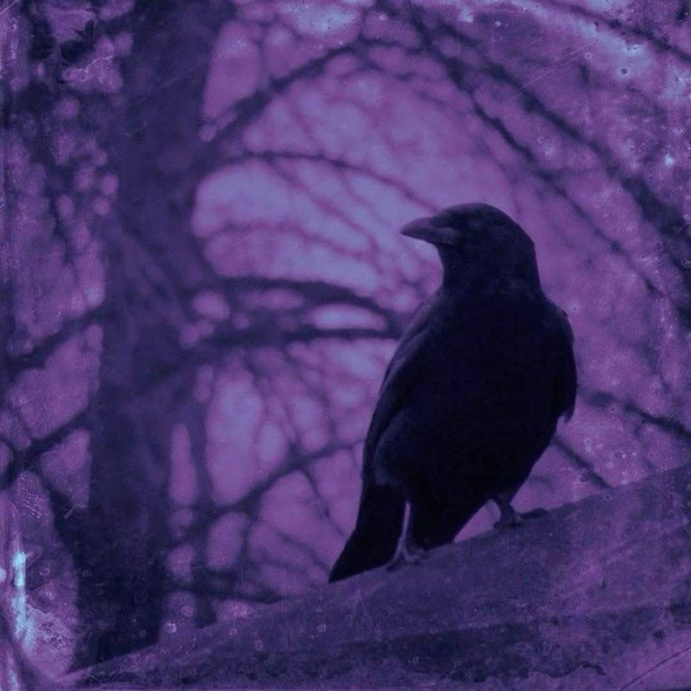 🦇🐦‍⬛ ₵Ⱨ₳Ø₮ł₵₲ØØĐ 🌚🐈‍⬛