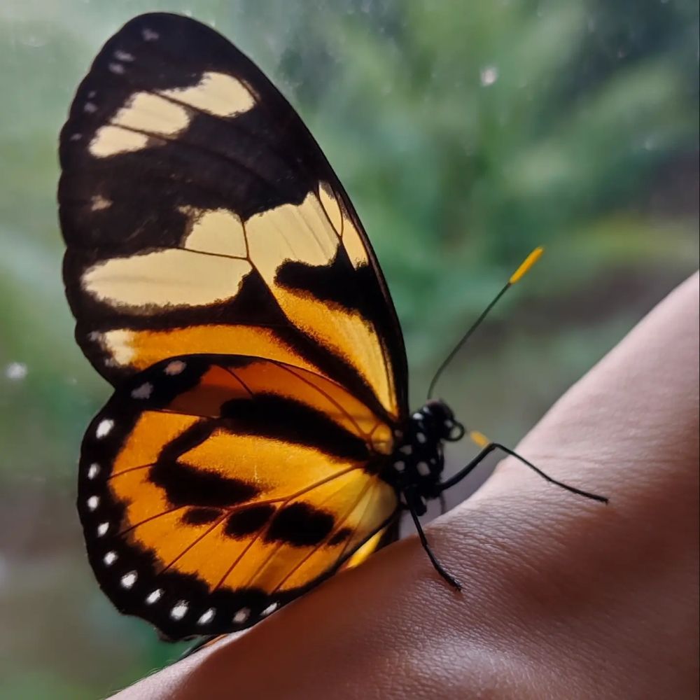 Borboleta faladeira 