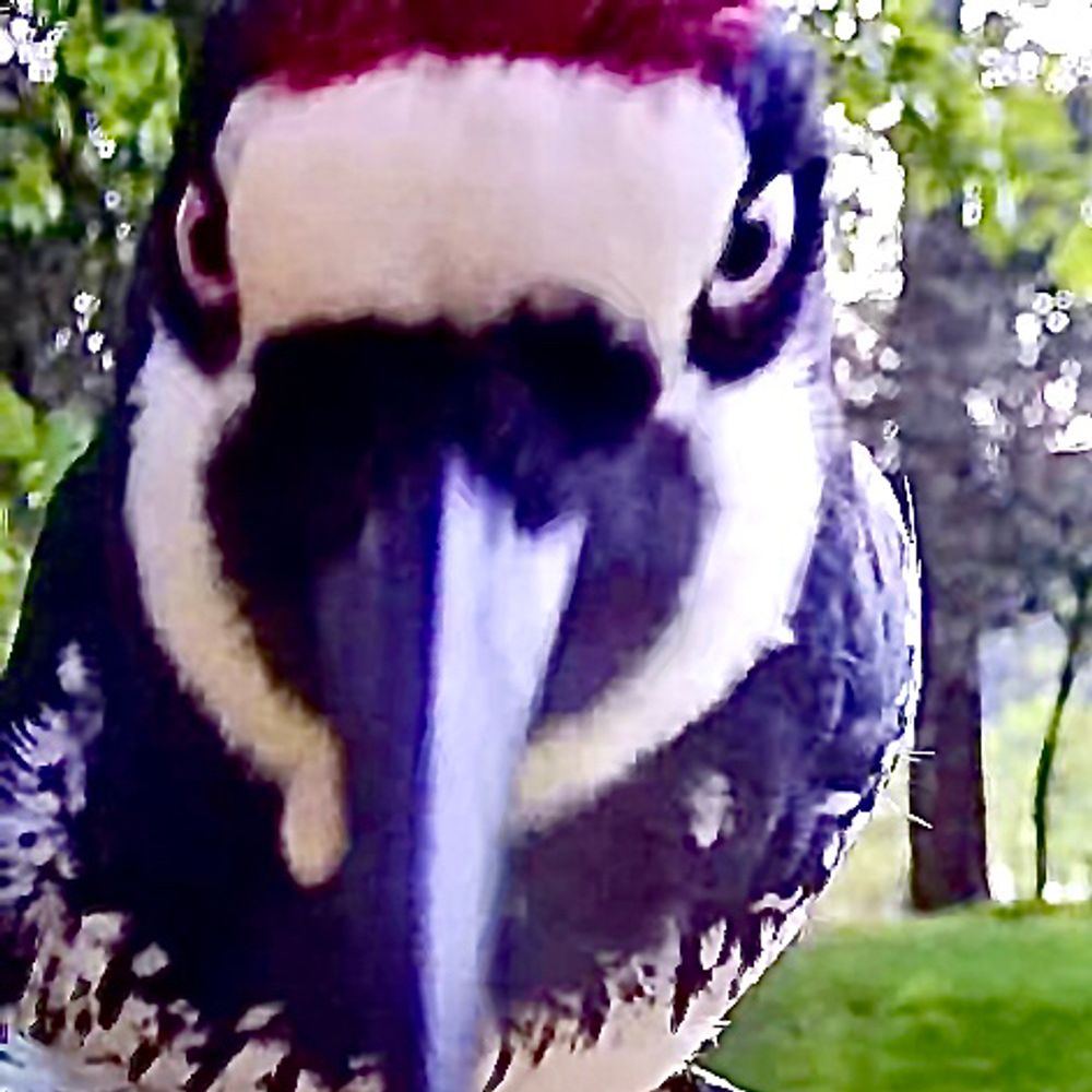 djorear.bsky.social profile picture