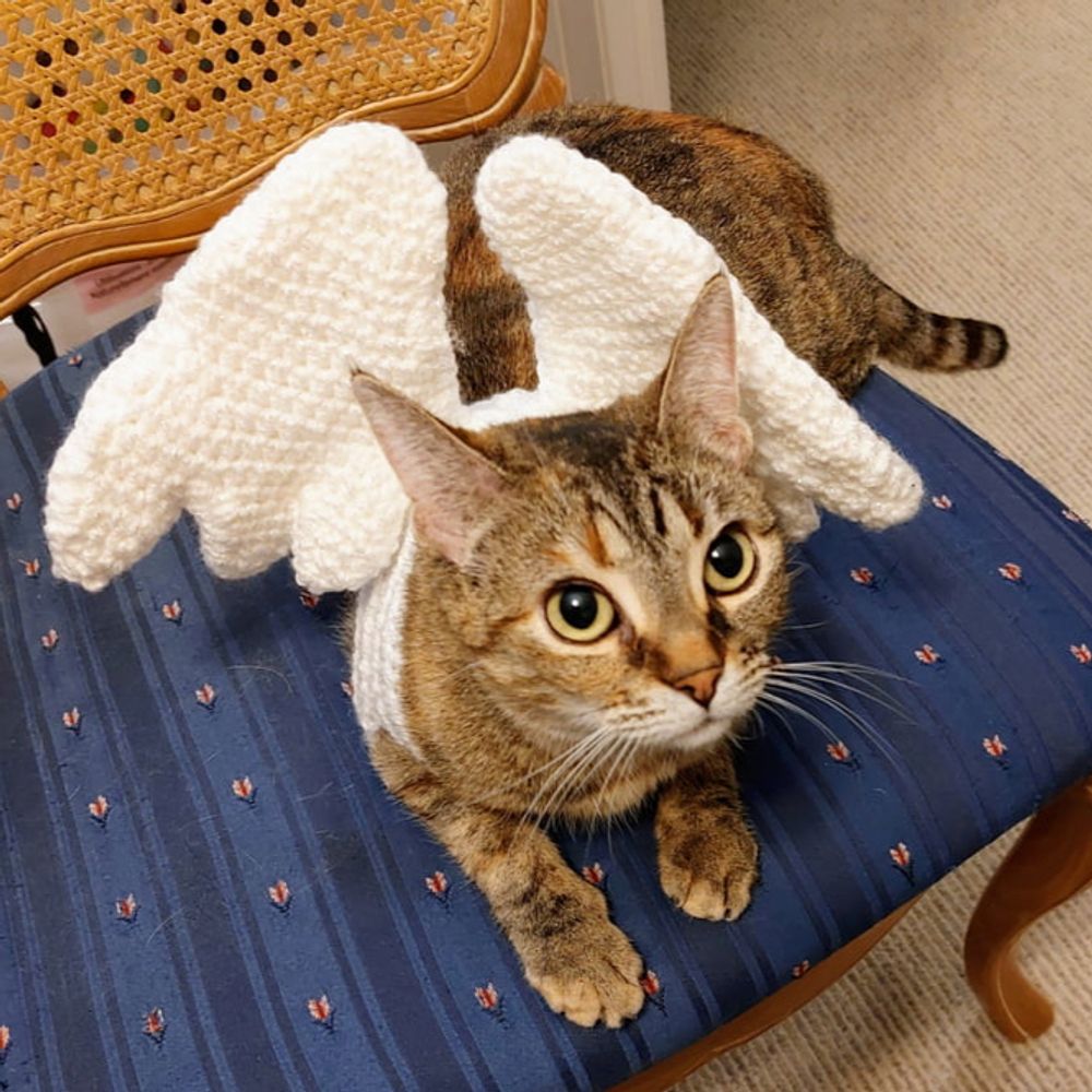 Angel 😇