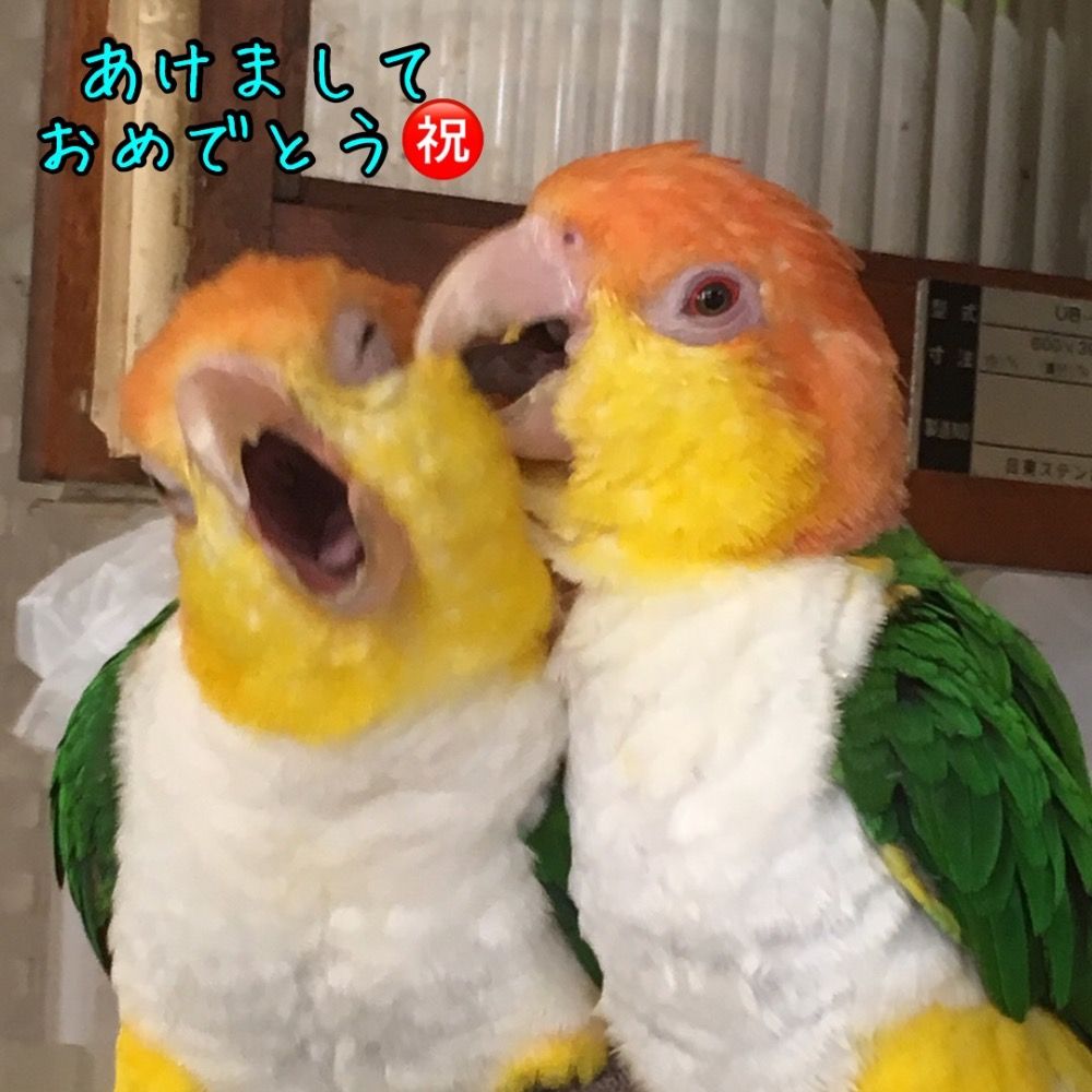 pechigin