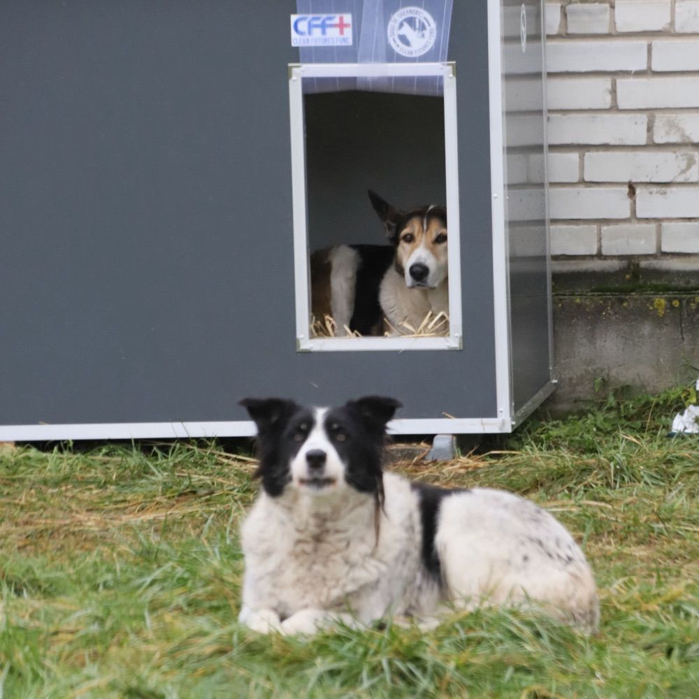 DogsofChernobyl