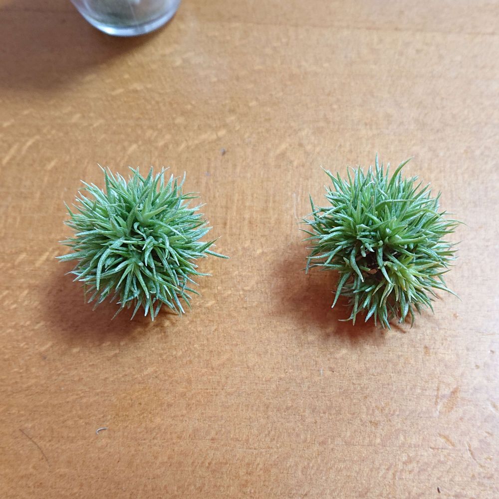 赤穂