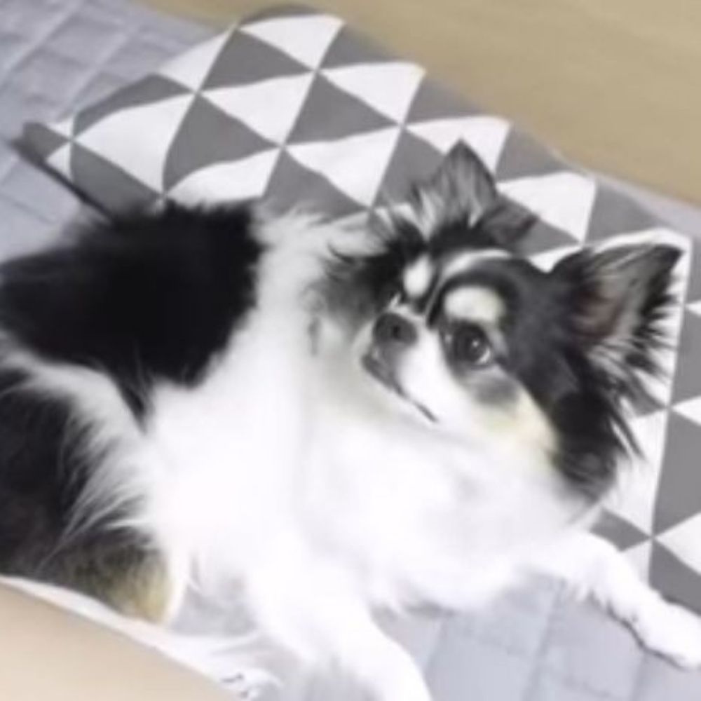 Kkami mijao