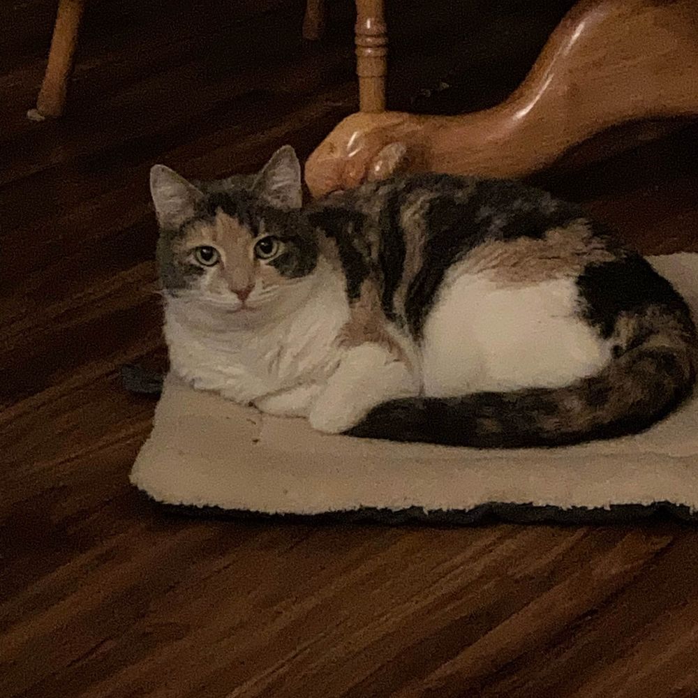 sweetpeas kitty