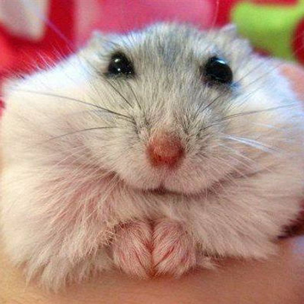 Hamster Haven