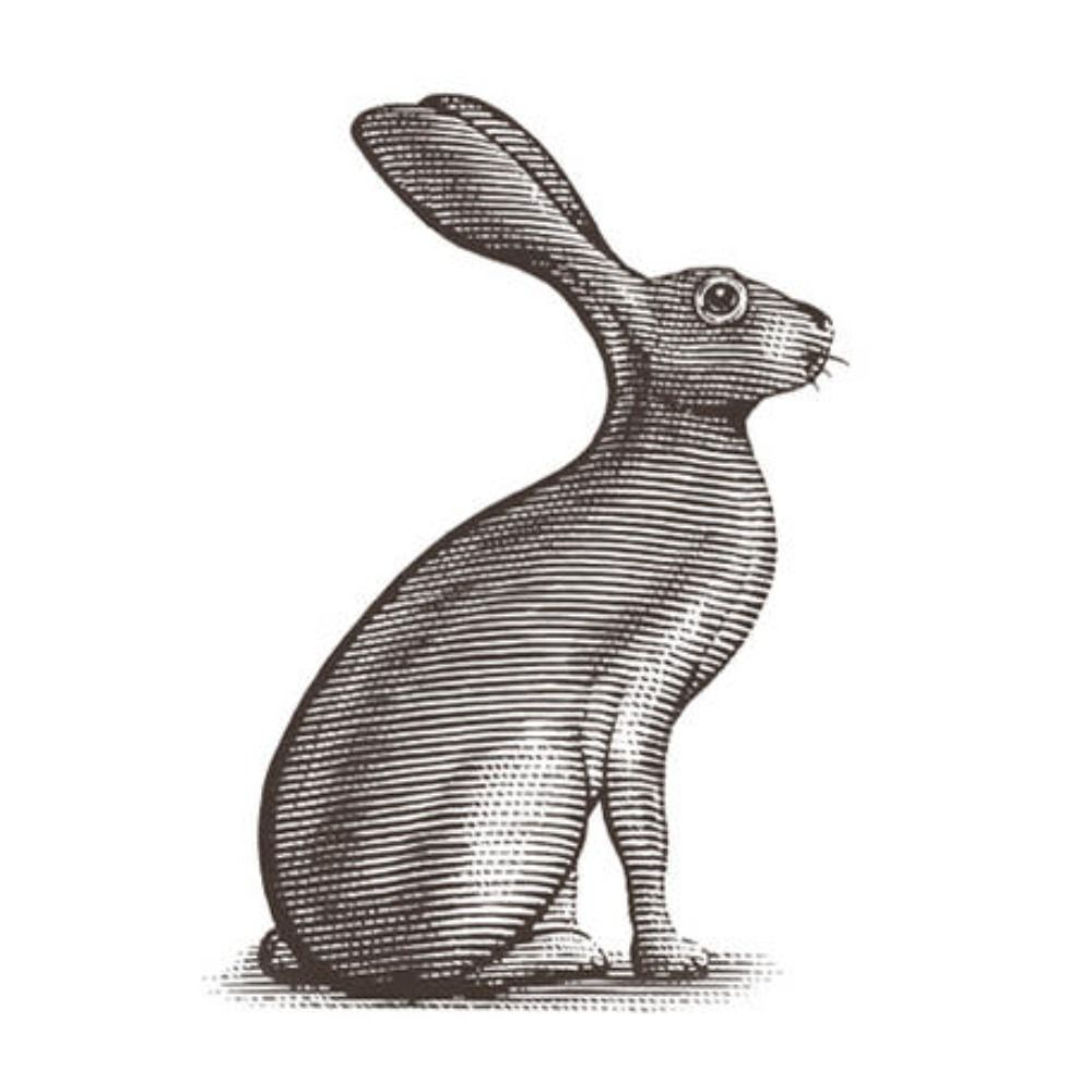 Adam, a rabbit