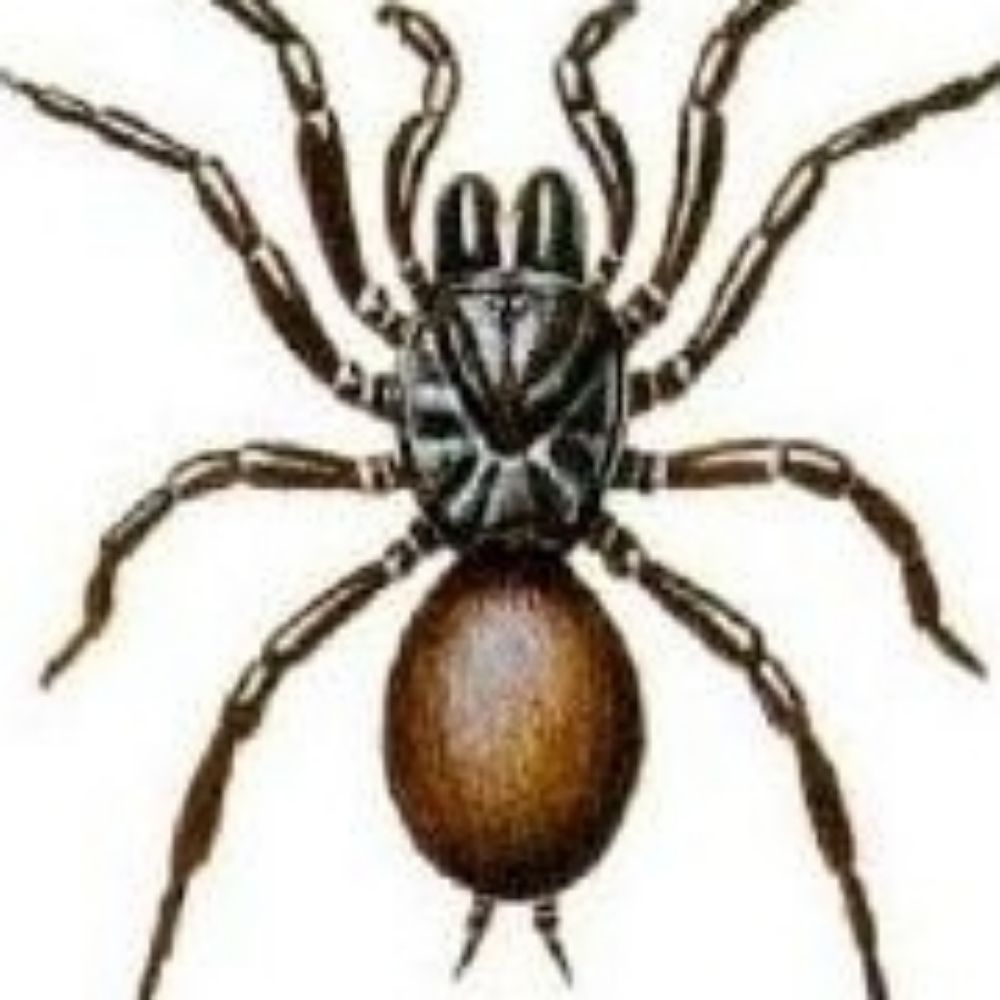 Atrax Robustus