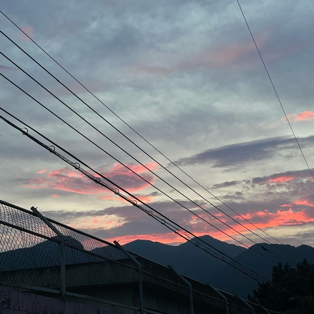 뮤뮤