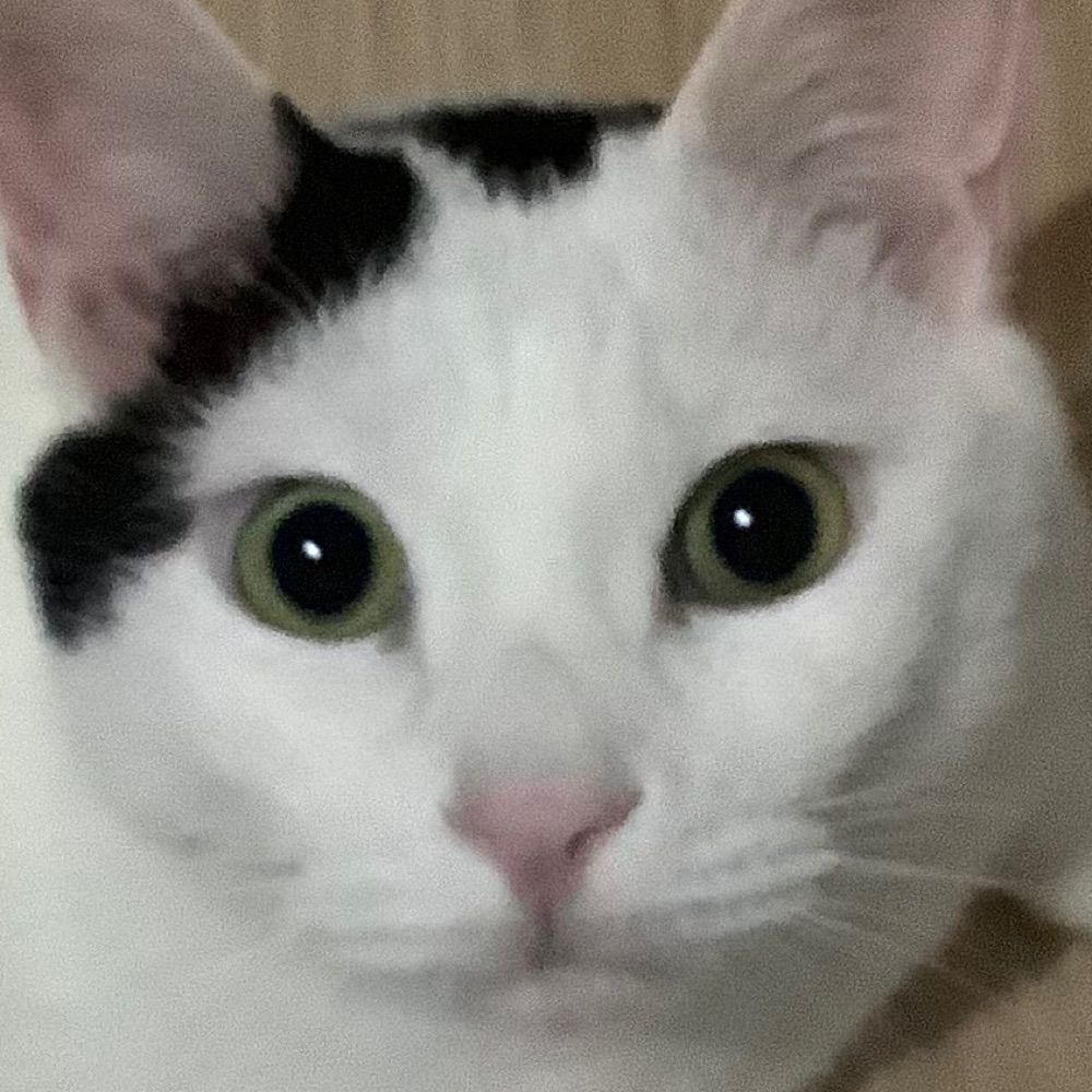 리카