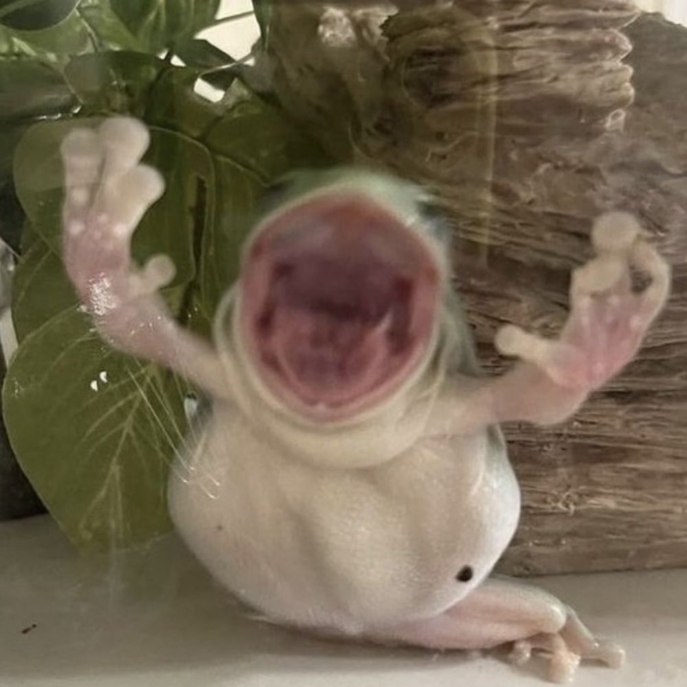 ZSqueeps