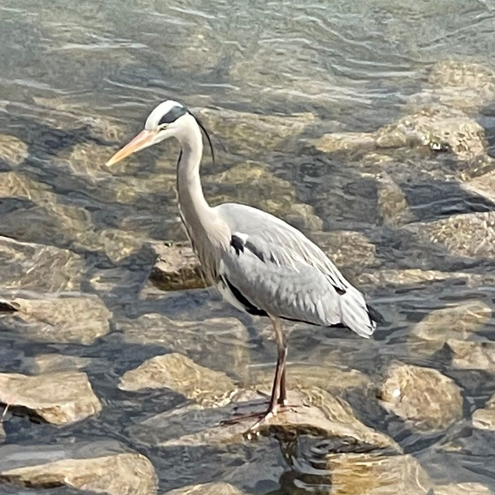 Gorgona Dupond