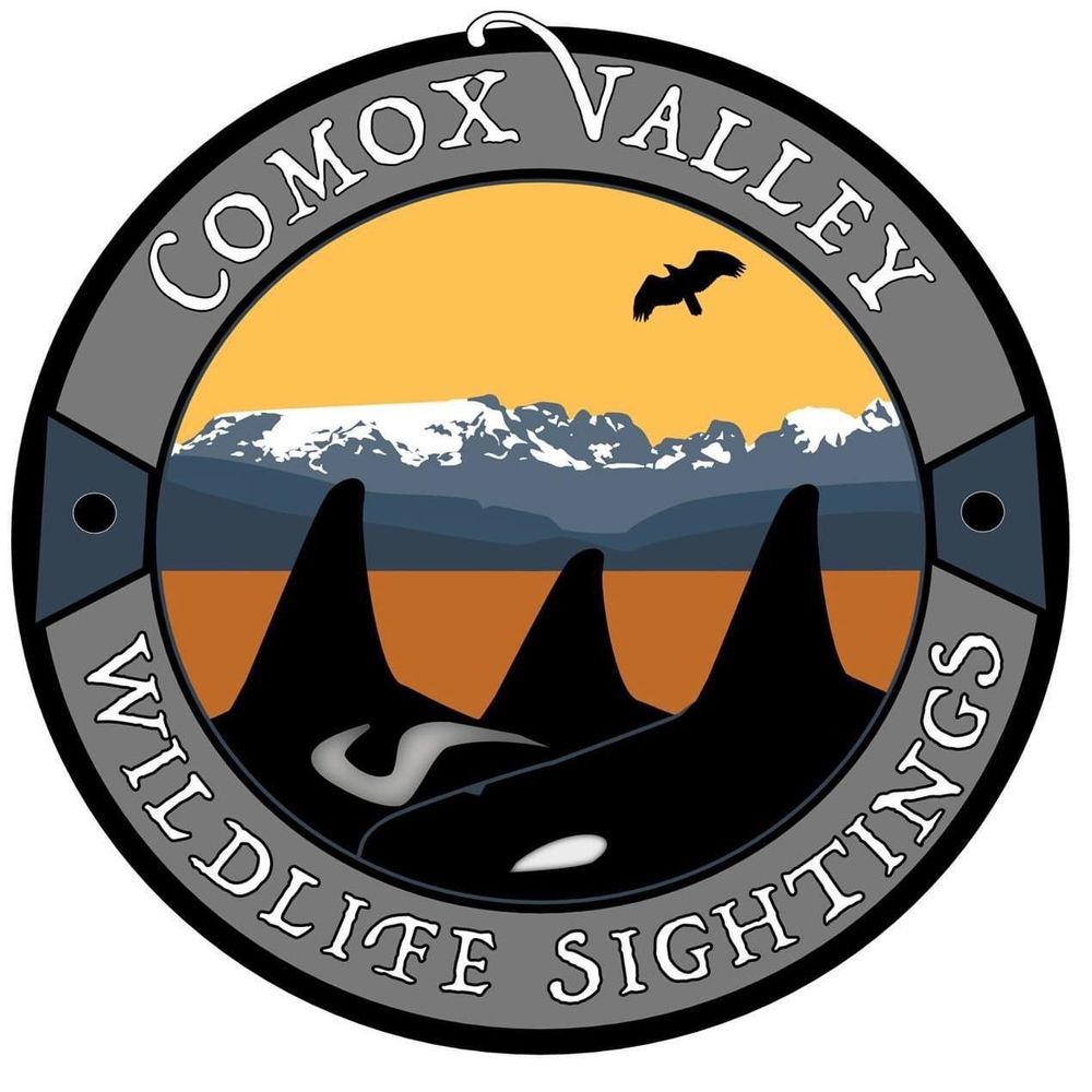 Comox Valley Wildlife Sightings