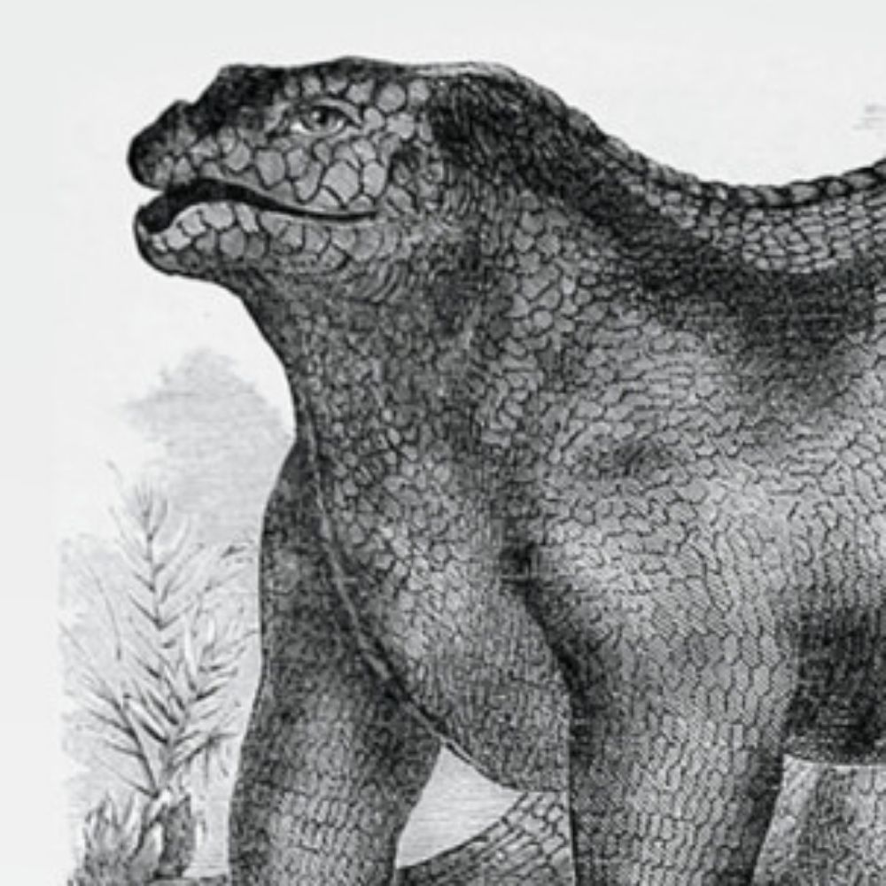 1800s Iguanadon