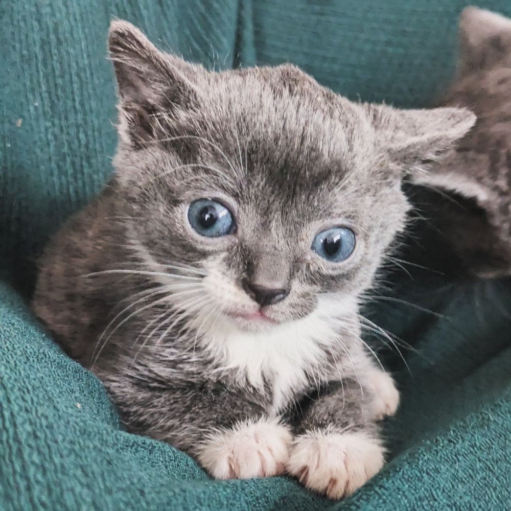 beccy 🐈‍⬛ (alfie's cat rescue)