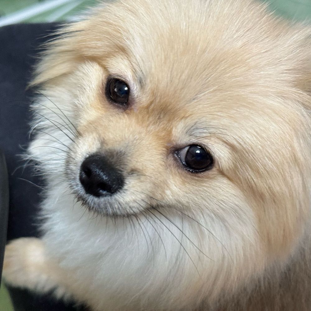 つぶ🐶ポメラニアン