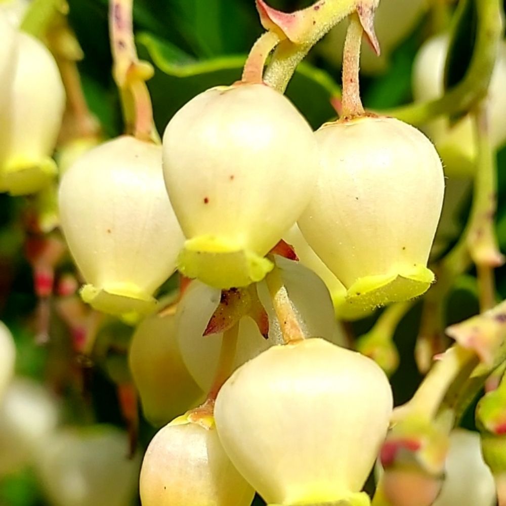 Vencejo