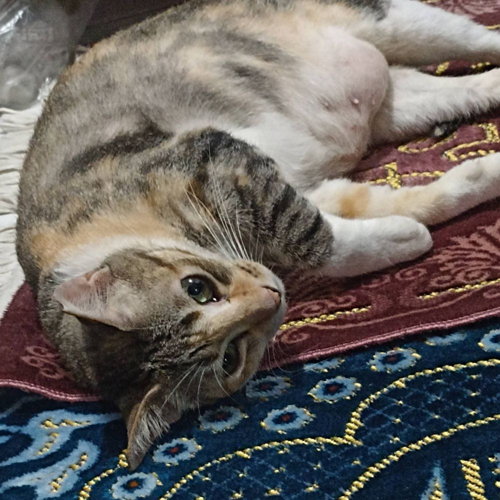 meng