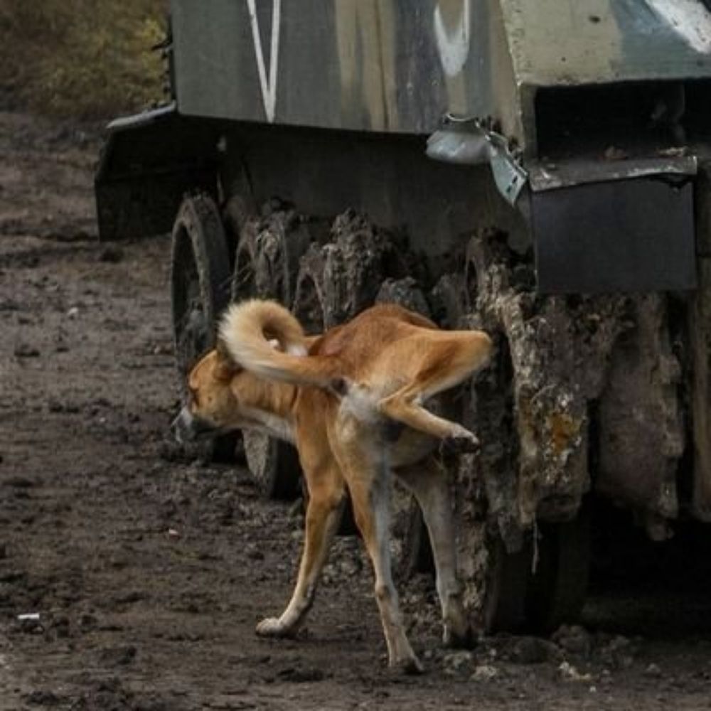 herrenloserhund.bsky.social on Bluesky