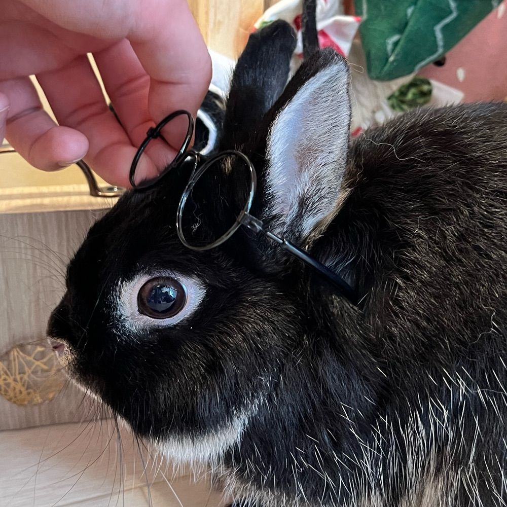うさぎの虎太郎