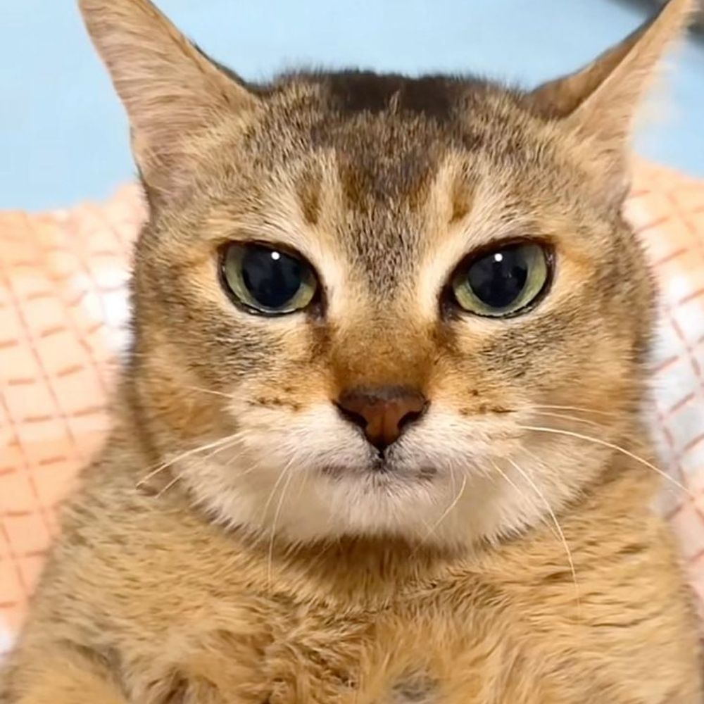 Sad Cat