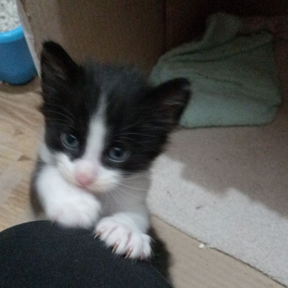 Tatita