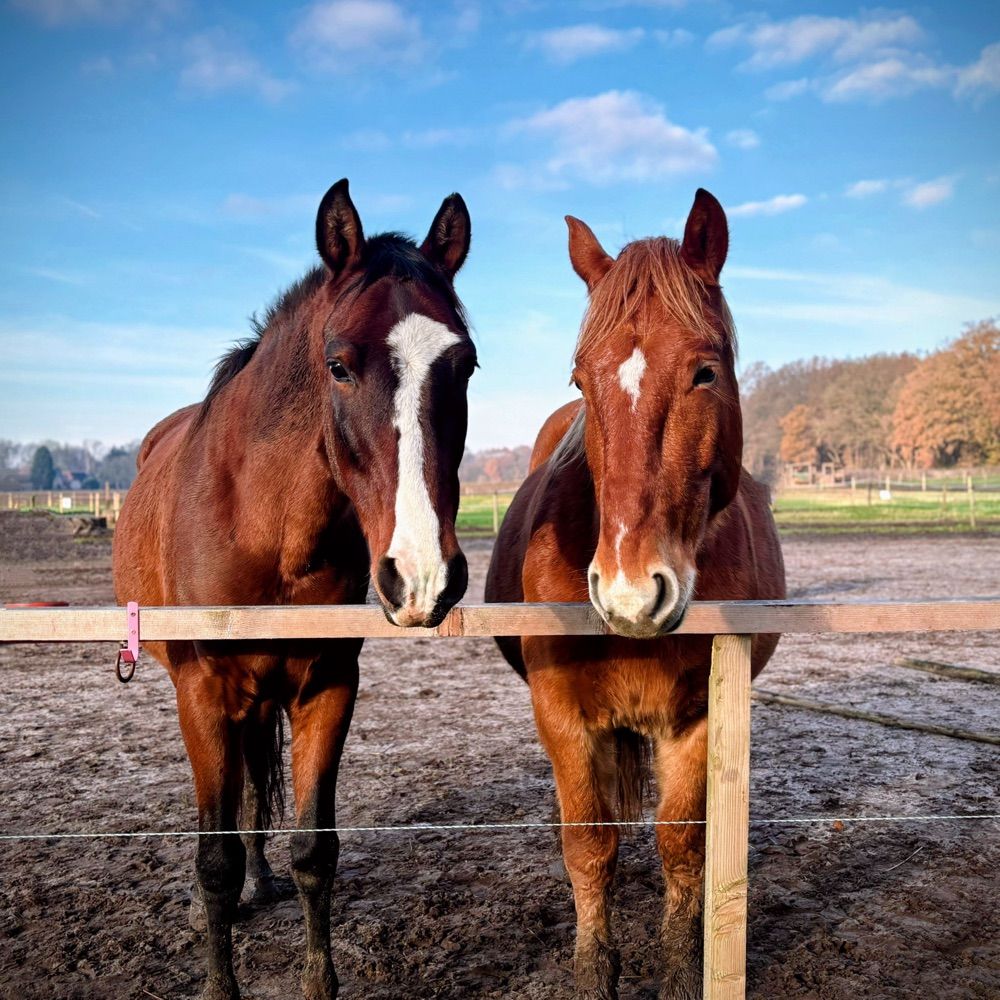 Profile picture paardenzijn.bsky.social