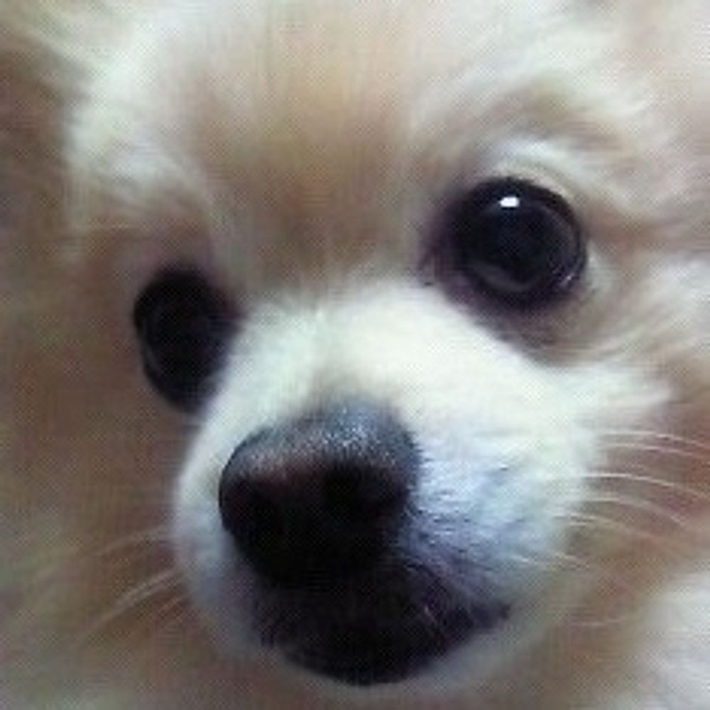 しろわんこ
