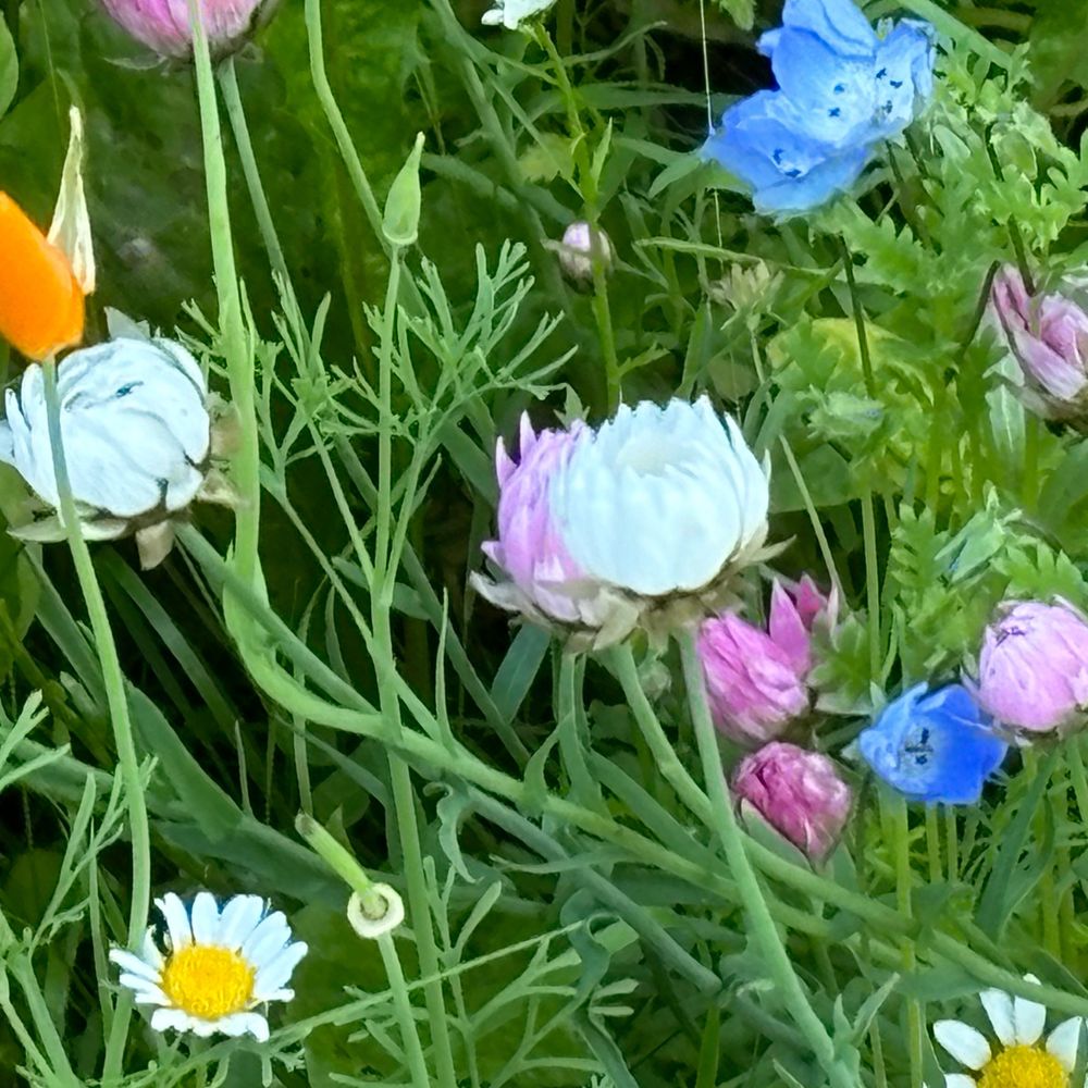 Pikke
