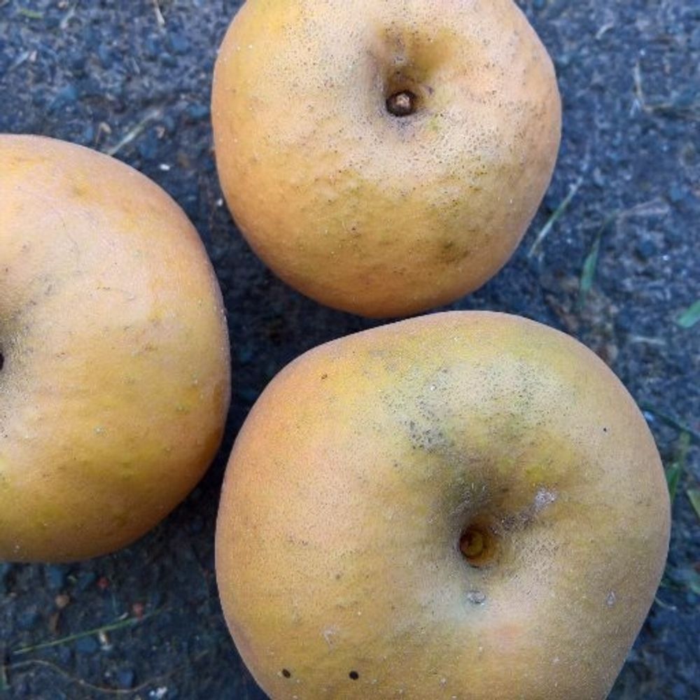 Rutland Russet