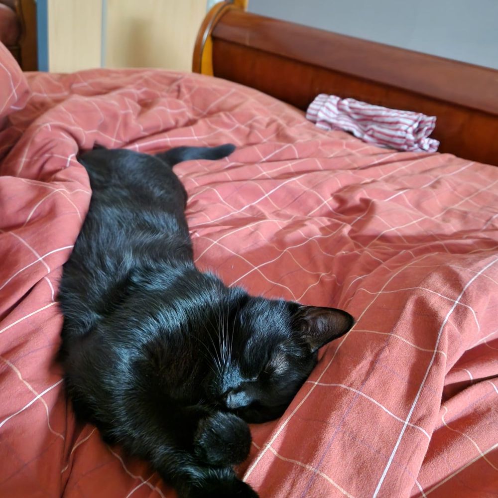Gatito