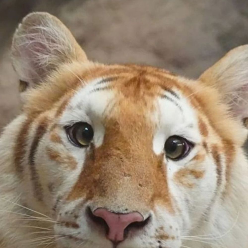 toebeansandrice.bsky.social