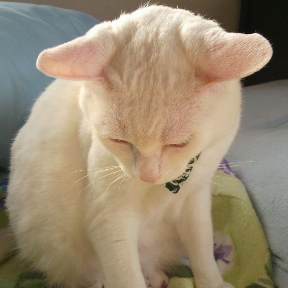 RiVさん